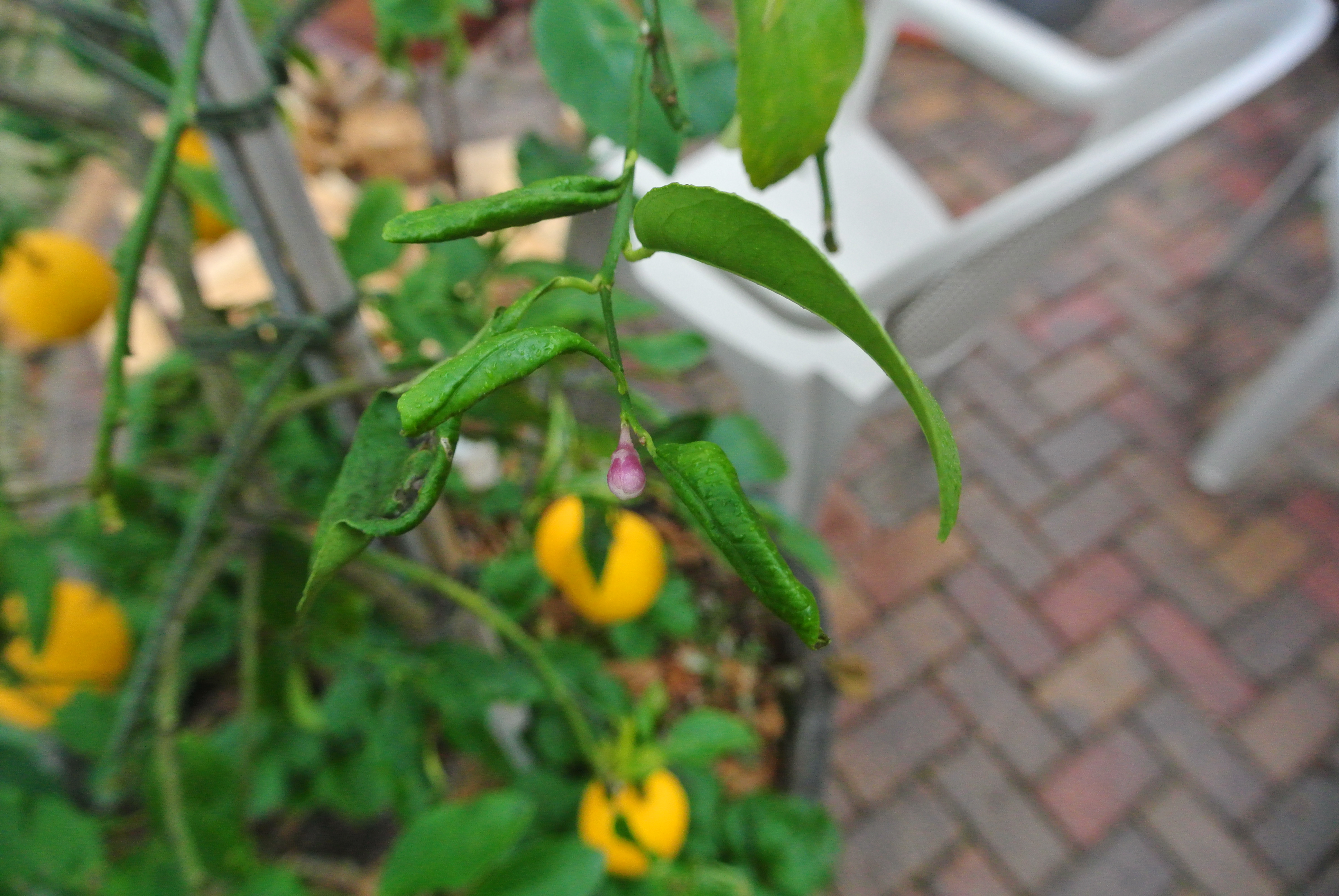 Look close...an out of focus  lemon blossom is forming as of New Years Eve 2012 - Northern Hemisphere.