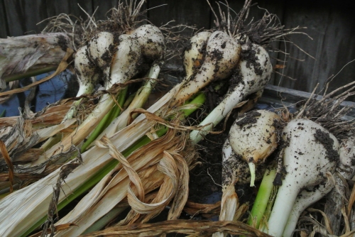 Some of the day's harvest - Elephant Garlic.