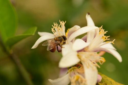 In a few more weeks I should see my bees working the Lemon blossoms....Mmmmm so good!
