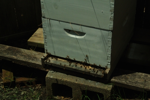 Base entrance to the hive...very busy and they seem to be enjoying a sunny day without rain! Me too!
