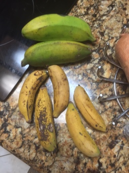 Two Burro bananas still ripening and 5 ripe Manazano bananas ready to eat.